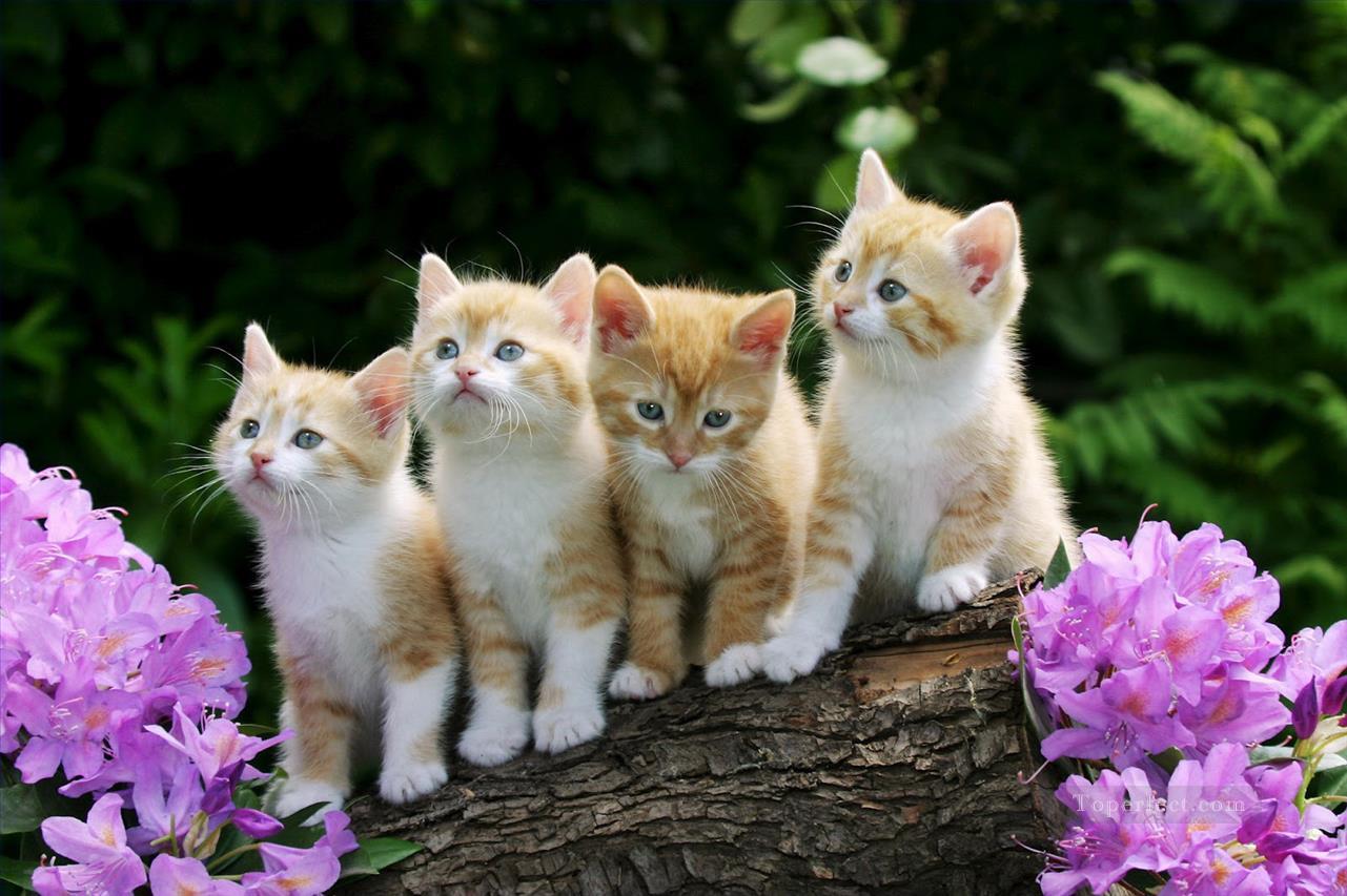 photo de quatre chatons Peintures à l'huile